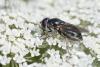 Cheilosia sp.